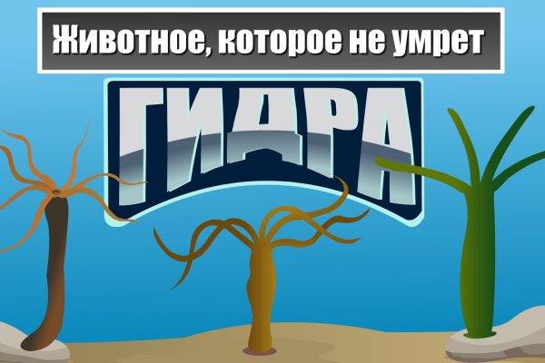 Kraken что это за магазин